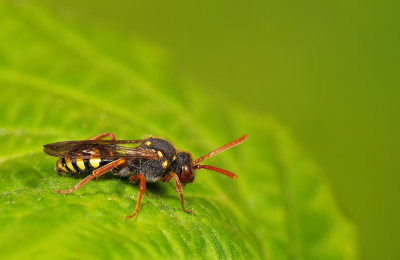 Nomada fulvicornis / Roodsprietwespbij