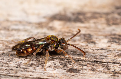 Nomada flavoguttata  / Gewone kleine wespbij