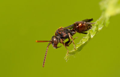 Nomada flavoguttata  / Gewone kleine wespbij