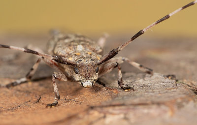 Acanthocinus aedilis / Timmerboktor