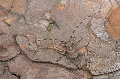 Acanthocinus aedilis / Timmerboktor