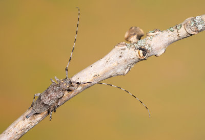 Acanthocinus aedilis / Timmerboktor