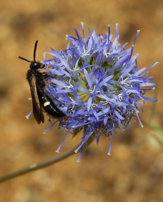 Scolia sexmaculata