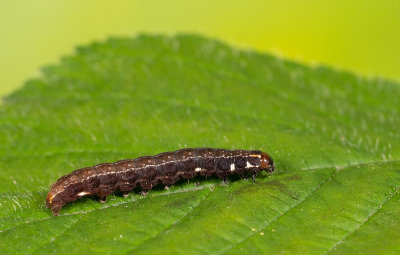 Eupsilia transversa / Wachtervlinder 