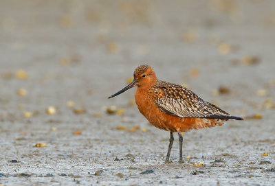 Bar-tailed godwit / Rosse Grutto