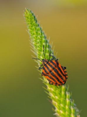 Striped bug / Pyjamaschildwants