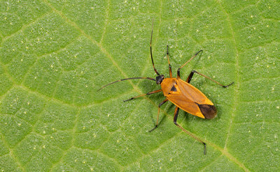 Calocoris nemoralis