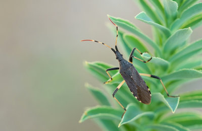 Dicranocephalus albipes