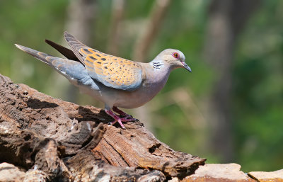 Turtle dove / Zomertortel 