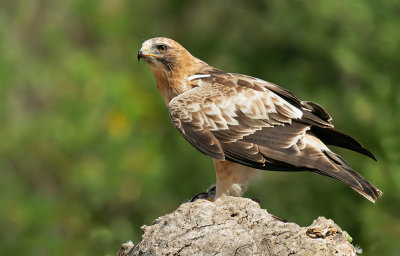 Booted eagle / Dwergarend