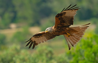 Red Kite / Rode wouw