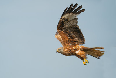 Red Kite / Rode wouw