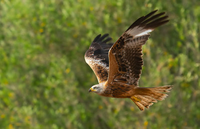 Red Kite / Rode wouw