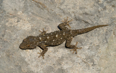 Moorish Gecko / Muurgekko