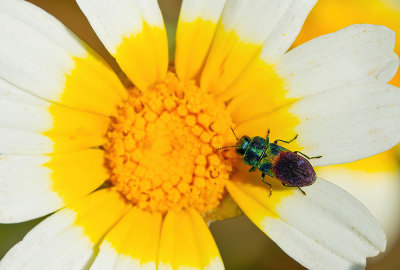 Anthaxia dimidiata