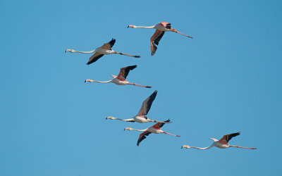 Greater Flamingo / Europese flamingo