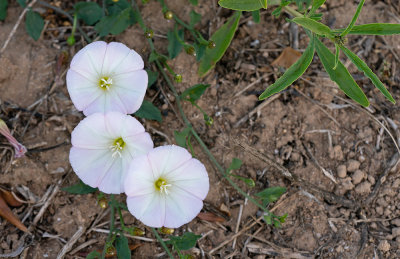 Convolvulus arvensis / Akkerwinde