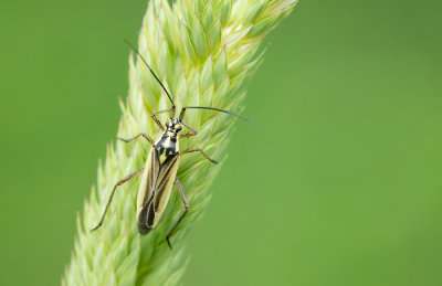 Leptopterna dolabrata / Grote bonte graswants