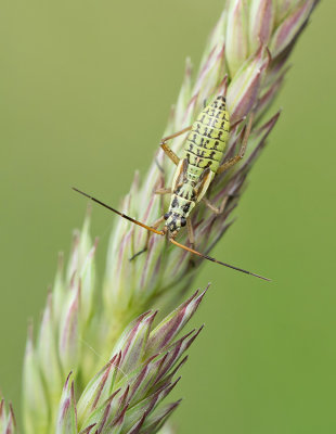 Leptopterna dolabrata / Grote bonte graswants