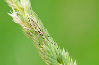 Leptopterna dolabrata / Grote bonte graswants