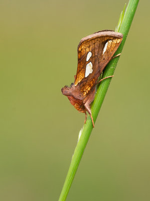 Owlet moths (Noctuidae), Uilen