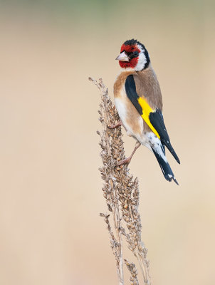 Goldfinch / Putter