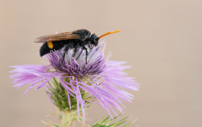 Megascolia bidens