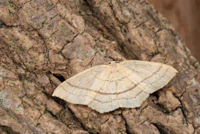 Cyclophora linearia / Gele oogspanner 