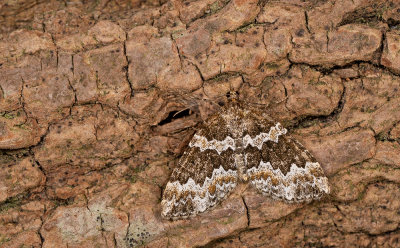 Electrophaes corylata / Kleine wortelhoutspanner