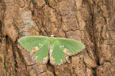Blotched emerald / Gevlekte zomervlinder