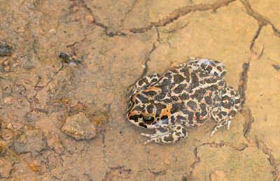 Balearic green toad / Balearen groene pad