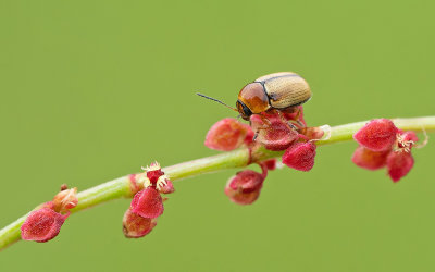 Cryptocephalus fulvus / Grassteilkopje