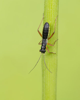 Pithanus maerkelii / Miergraswants