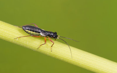 Pithanus maerkelii / Miergraswants