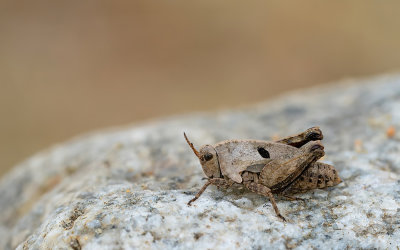 Two-spotted Groundhopper / Bosdoorntje