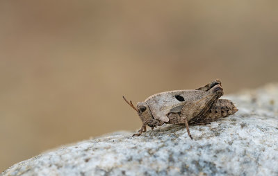 Two-spotted Groundhopper / Bosdoorntje
