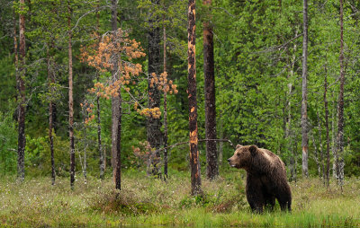 Brown bear / Bruine beer