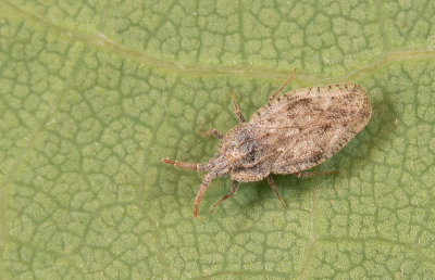 Tingis crispata / Bijvoetnetwants