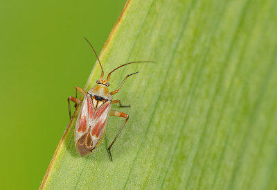 Calocoris roseomaculatus / Roodgetekende prachtblindwants