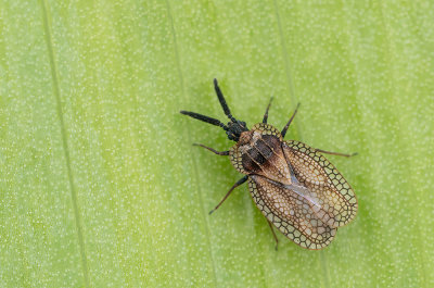 Dictyonota strichnocera / Brede bremnetwants