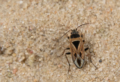 Xanthochilus quadratus / Zwartvlekrookwants