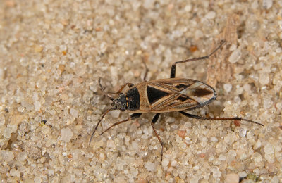 Xanthochilus quadratus / Zwartvlekrookwants