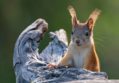 Red squirrel / Rode eekhoorn