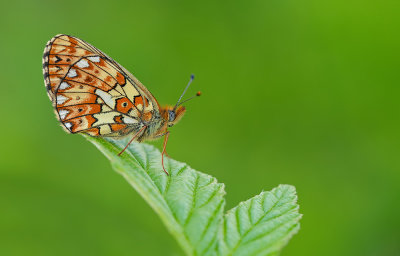 Pearl-bordered Fritillary / Zilvervlek