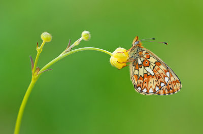 Pearl-bordered Fritillary / Zilvervlek