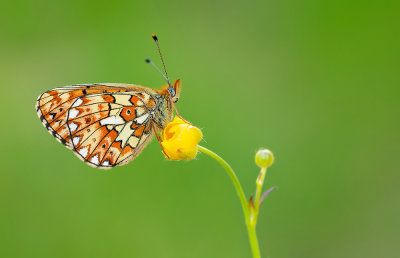 Pearl-bordered Fritillary / Zilvervlek