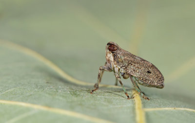 Issus coleoptratus