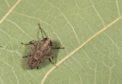 Issus coleoptratus