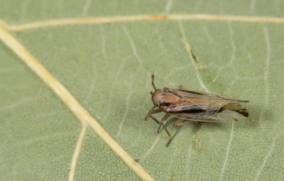 Euides basilinea