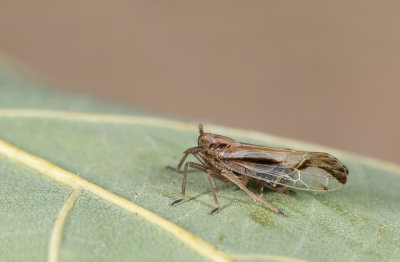 Euides basilinea